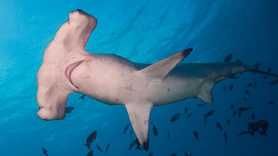 Scalloped Hammerhead (Sphyrna lewini)
