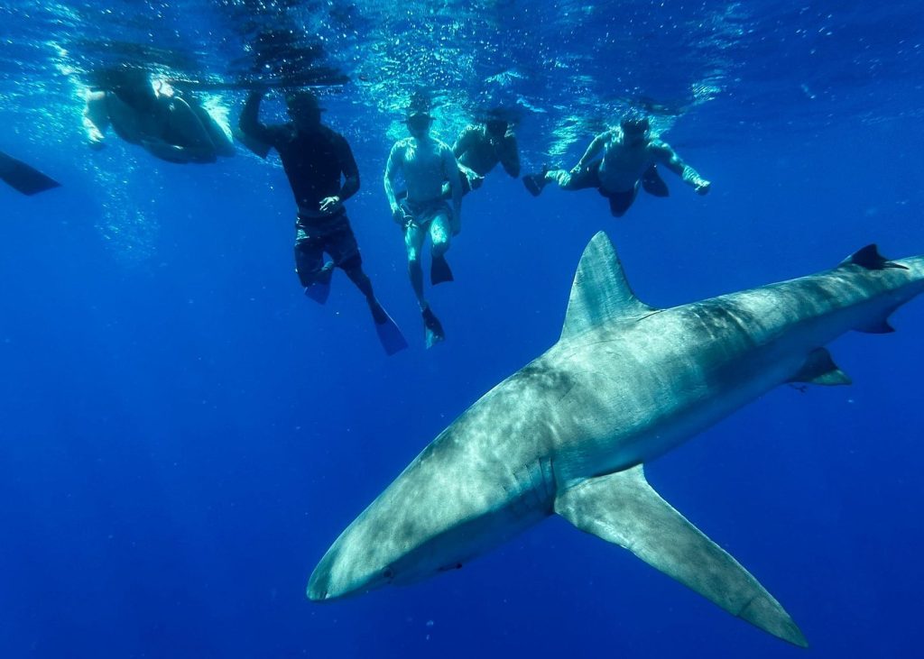 swim-with-sharks-cage-free-in-oahu