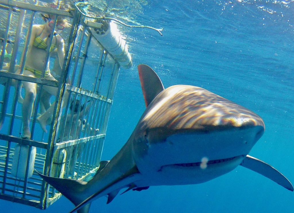 Shark Cage Diving