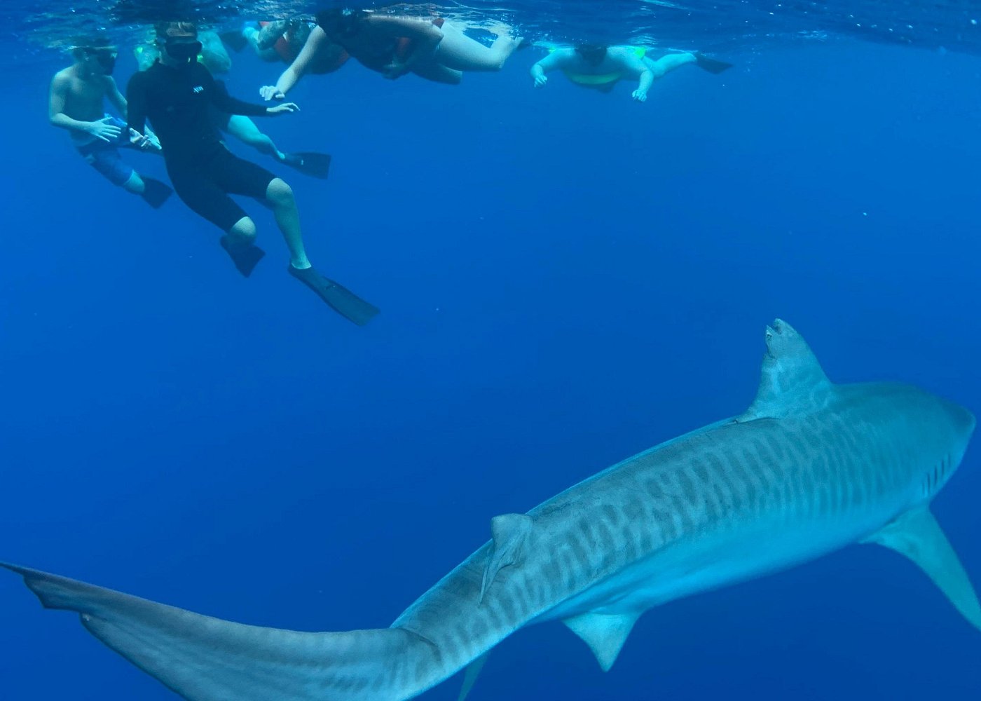 swim-with-sharks-cage-free-in-oahu