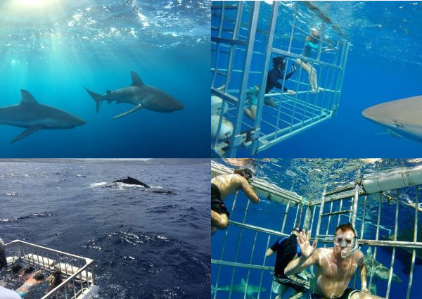 Shark Cage Diving Adventure from Oahu's North Shore